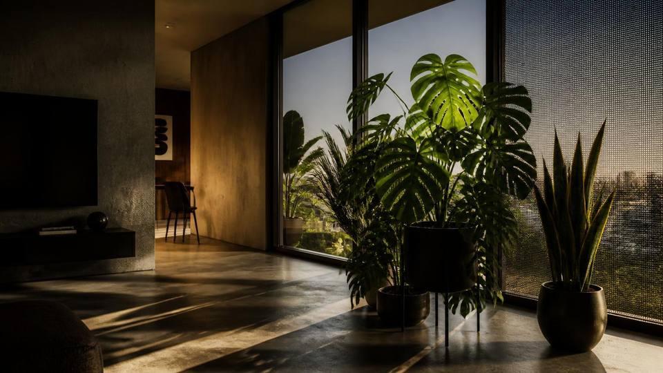 Película no vidro prejudica as plantas?